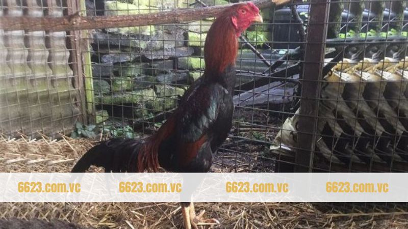 C&aacute;c giống g&agrave; Shamo được người Việt ưa chuộng