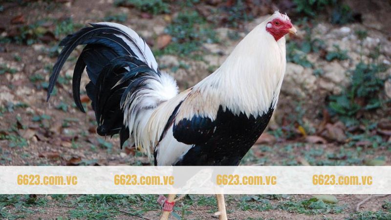 Những điều cần ch&uacute; &yacute; khi chăm s&oacute;c k&ecirc; Shamo