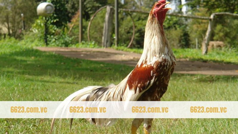 C&aacute;c nội dung sơ lược về giống k&ecirc; Shamo